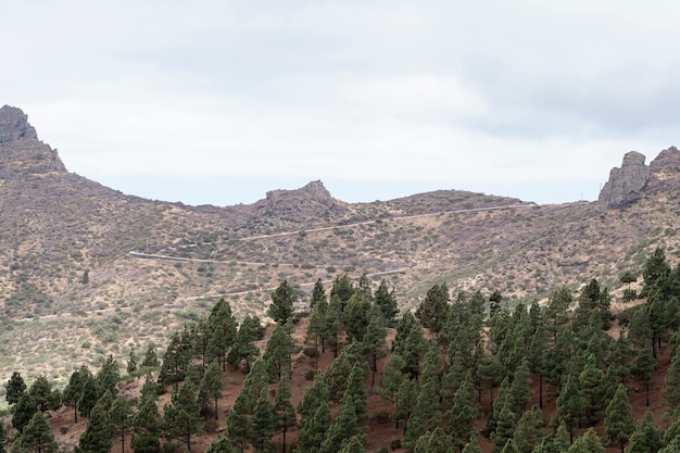 Horizonte de montaña con árboles