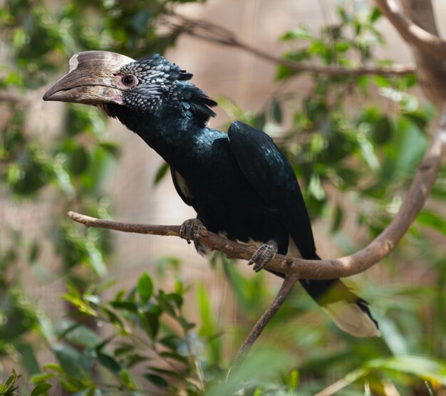 Hornbill de mejillas plateadas