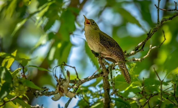 Foto gratuita house wren (troglodytes aedon)