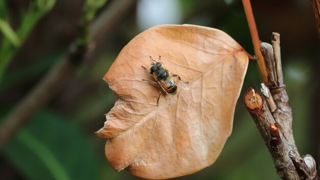 Hoverfly en hoja marrón