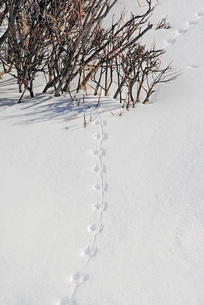 huellas de animales en la nieve cerca de arbustos.