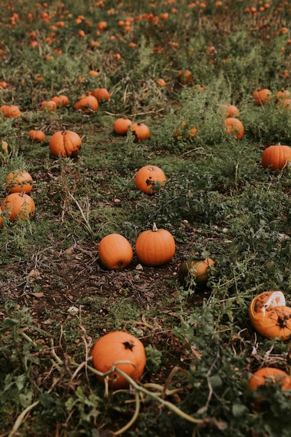 Huerto de calabazas de Halloween en un estado de ánimo otoñal oscuro