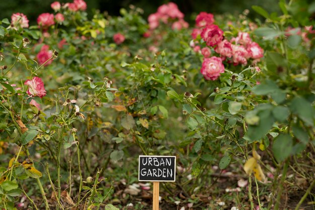 Huerto urbano con flores rosas