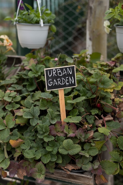 Foto gratuita huerto urbano con hermosas plantas