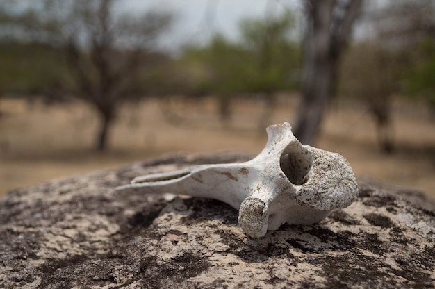 Hueso seco de un animal colocado sobre una roca.