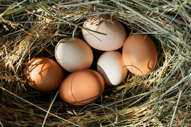Huevos de gallina en un nido de paja