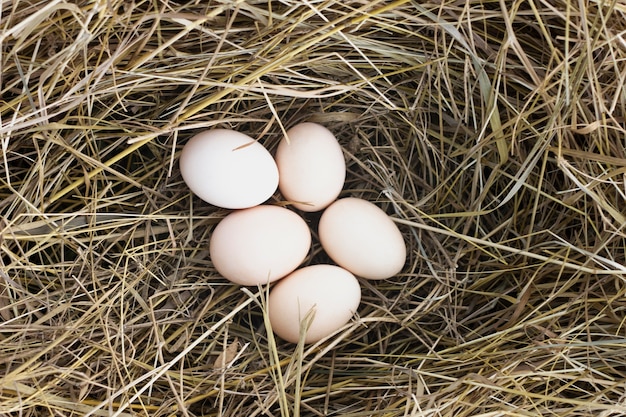 Huevos en heno en la granja de pollos