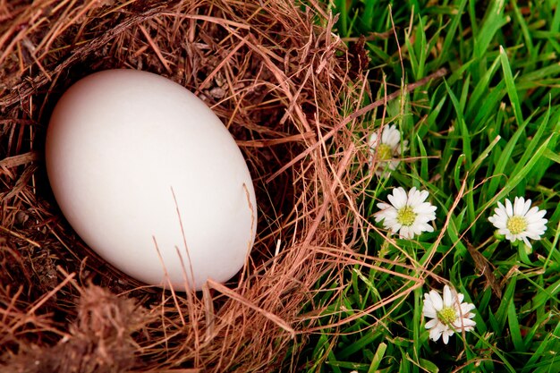 Huevos en jerarquía en hierba verde fresca de primavera