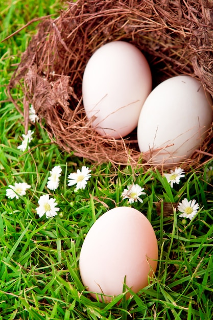 Huevos en jerarquía en hierba verde fresca de primavera