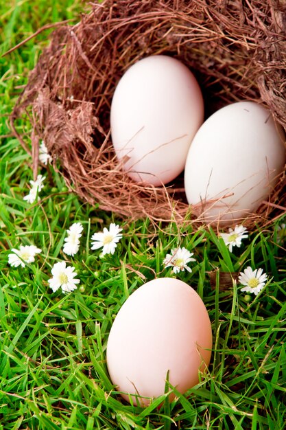 Huevos en jerarquía en hierba verde fresca de primavera