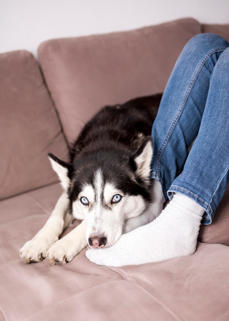 Husky relajando en sofá