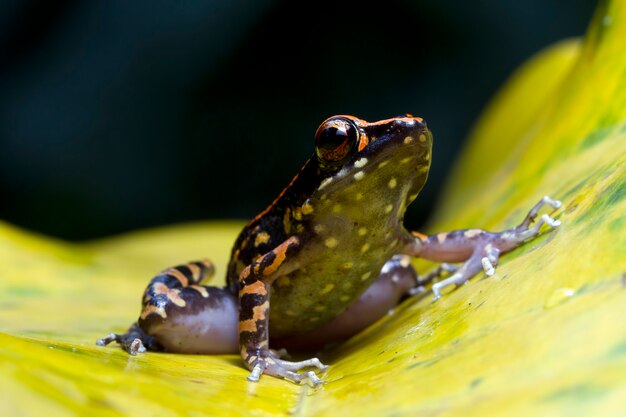 Hylarana picturata rana closeup sobre hojas amarillas rana arborícola de Indonesia