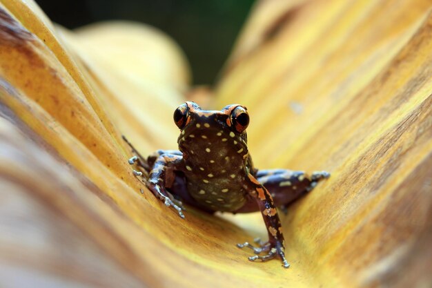 Hylarana picturata rana closeup sobre hojas amarillas