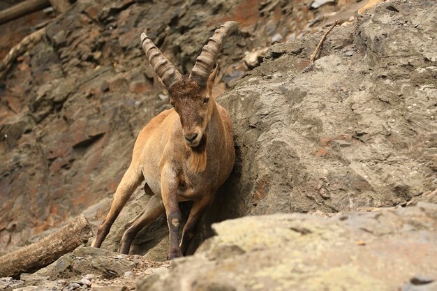 Ibex en la zona de la montaña rocosa