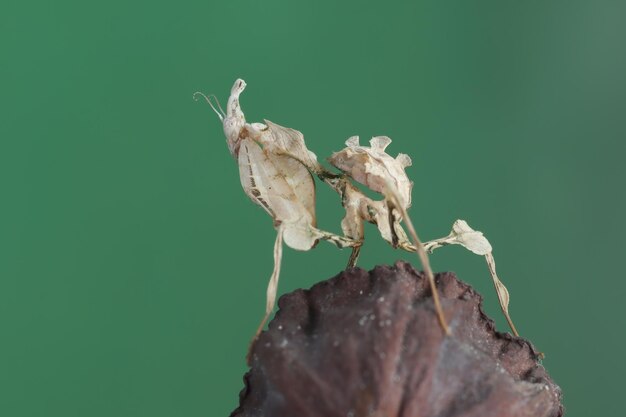 Idolomantis diabolica está comiendo grillos Idolomantis diabolica closeup