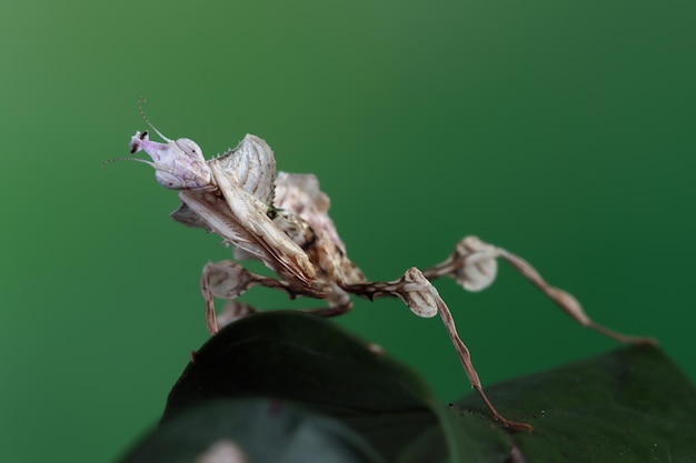 Idolomantis diabolica está comiendo grillos Idolomantis diabolica closeup