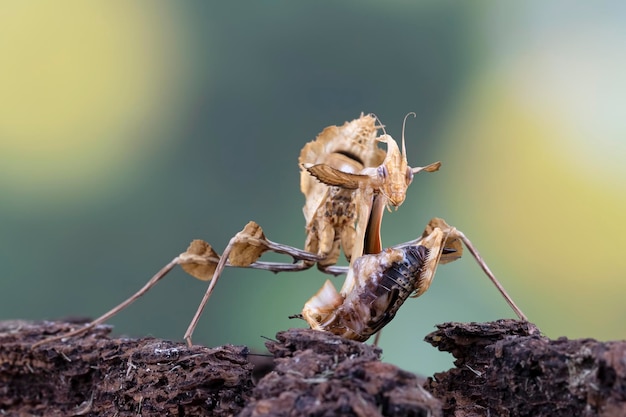 Idolomantis diabolica está comiendo grillos Idolomantis diabolica closeup