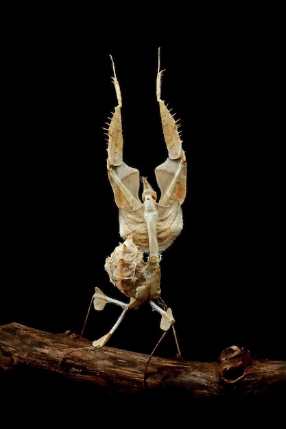 Idolomantis diabolica con posición de autodefensa en rama con fondo negro Idolo mantis closeup