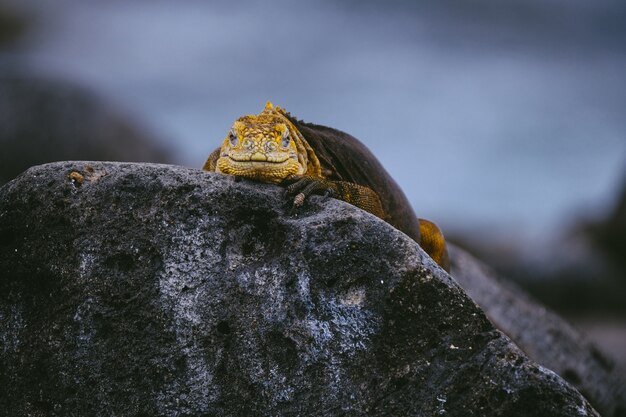 Iguana amarilla sobre una roca mirando hacia la cámara con fondo borroso