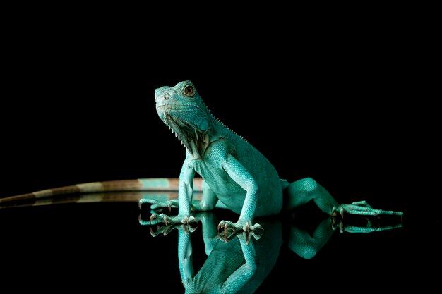 Iguana azul closeup en reflexión con backgrond negro Iguana azul Gran Caimán Iguana azul