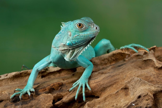 Foto gratuita iguana azul closeup sobre madera iguana azul gran caimán iguana azul cyclura lewisi closeup