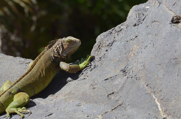 Iguana común que alcanza su punto máximo sobre el borde de una roca en Aruba.