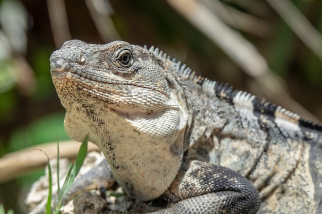 Iguana gris y negra descansando sobre la hierba