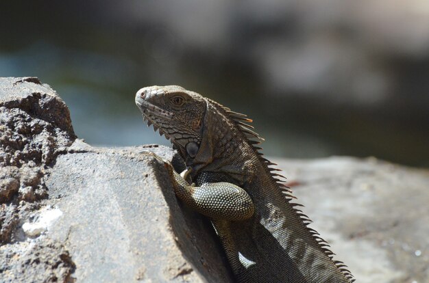 Iguana marrón encaramada en la parte superior de una roca.