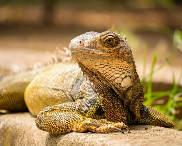 Iguana mirando al jardín