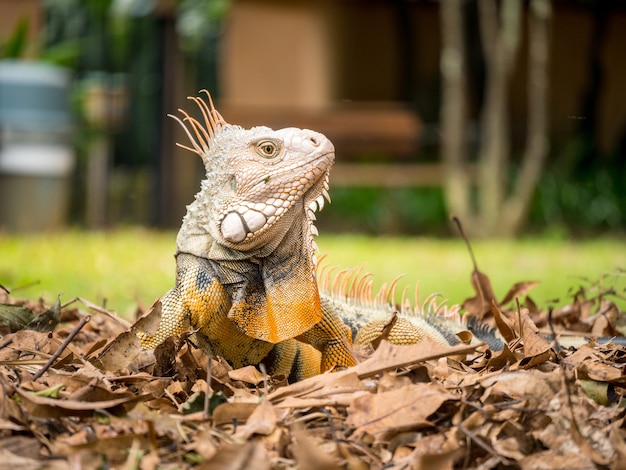 Iguana mirando a la hierba marrón