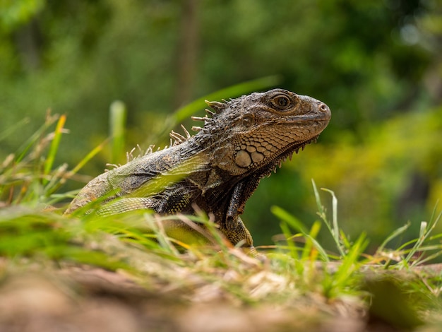 Iguana mirando a la hierba