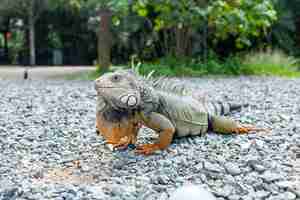 Foto gratuita iguana mirando a las rocas