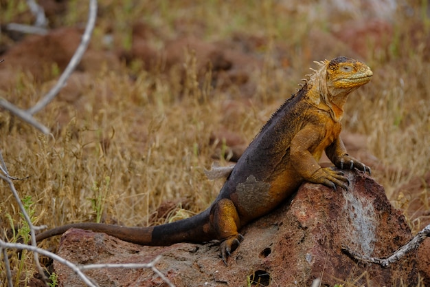 Iguana de pie sobre una roca cerca del campo de hierba seca con fondo borroso