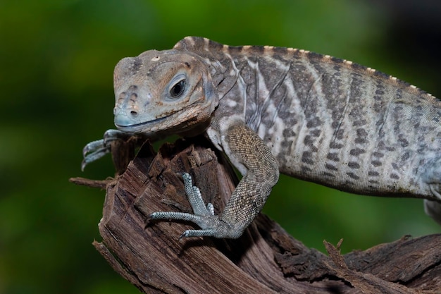 Iguana rinoceronte Cyclura cornuta sobre madera