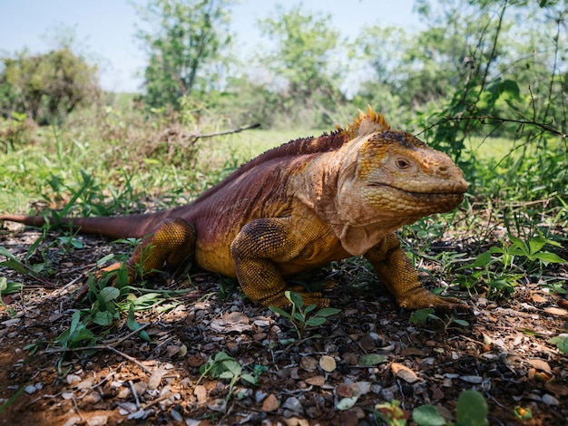 Foto gratuita la iguana terrestre de galápagos en las islas galápagos