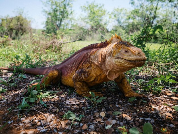 La iguana terrestre de Galápagos en las Islas Galápagos