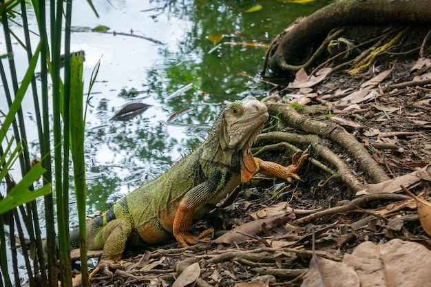 Iguana verde emergiendo del lago verde lleno de hojas secas