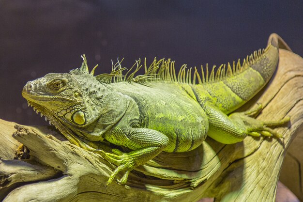 Iguana verde grande acostada sobre un trozo de madera