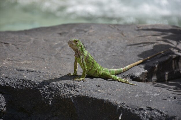 Iguana verde grande sobre una roca en Aruba.