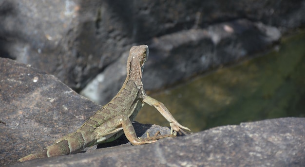 Iguana verde y marrón mirando a lo lejos