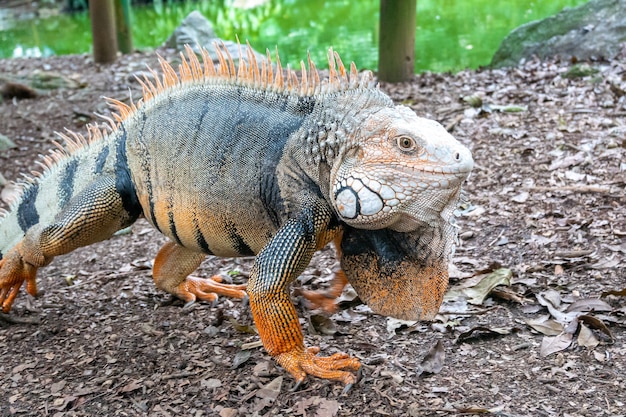 Iguana verde mirando fijamente a la tierra seca