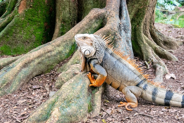Iguana verde mirando fijamente a la tierra seca
