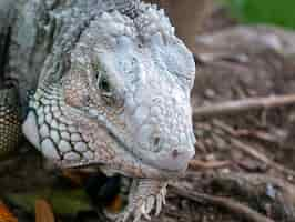 Foto gratuita iguana verde mirando fijamente a la tierra seca