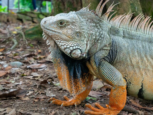 Iguana verde mirando fijamente a la tierra seca