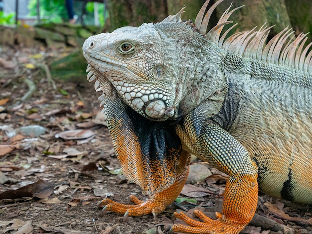 Iguana verde mirando fijamente a la tierra seca