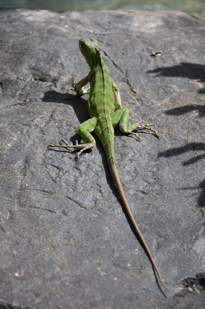 Iguana verde muy larga tendida sobre una roca