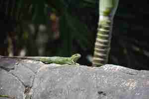 Foto gratuita iguana verde con pinchos en la espalda