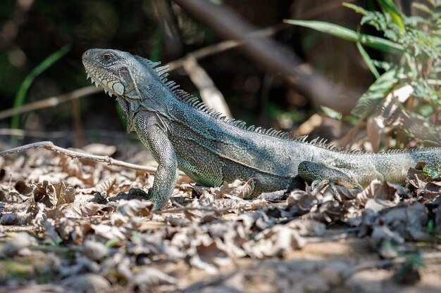 Foto gratuita iguana verde salvaje de cerca en el hábitat natural