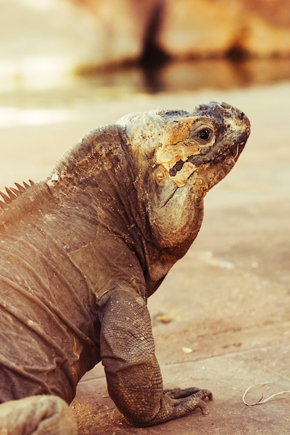 Iguana