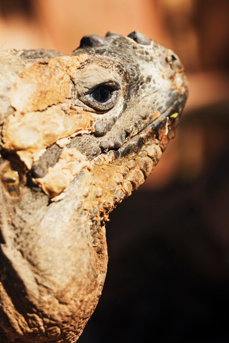 Foto gratuito iguana